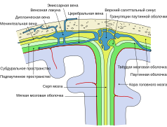 Diagram of a section across the top of the skull