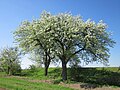 Kultur-Birne (Pyrus communis)