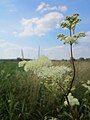 Filipendula ulmaria (Echtes Mädesüß)