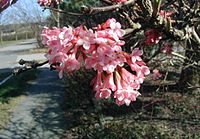 Viburnum farreri