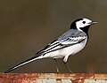 Motacilla alba alba, breeding