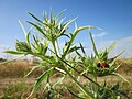 Eryngium campestre (Feld-Mannstreu)