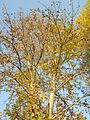 Betula pendula (Hänge-Birke)