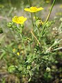 Potentilla argenta (Silber-Fingerkraut)