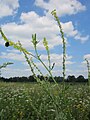 Melilotus officinalis (Gelber Steinklee)