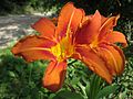 Hemerocallis fulva (Gelbrote Taglilie)