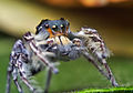 Phidippus putnami