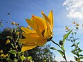 Topinambur (Helianthus tuberosus)