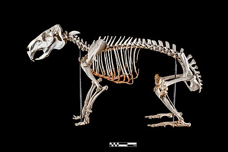 Specimen of skeleton of a capybara (Hydrochoerus hydrochaeris), the world's largest rodent, prepared by the bone maceration technique and on display at the Museum of Veterinary Anatomy FMVZ USP.