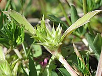 Eryngium armatum