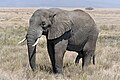 Afrikanischer Elefant