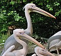 * Nomination Pelecanus onocrotalus in Wuppertal Zoo --Mbdortmund 01:10, 24 May 2010 (UTC) * Promotion Sharp and otherwise also good. --Cayambe 23:52, 24 May 2010 (UTC)