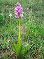 Orchis militaris Lithuania