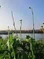 Sisymbrium officinale (Weg-Rauke)