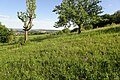 Orchis militaris Germany - Roßberg