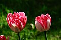 Tulipe rouge et blanche