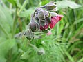 Gewöhnliche Hundszunge (Cynoglossum officinale)