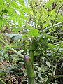 Angelica sylvestris (Wald-Engelwurz)