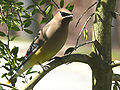 Cedar Waxwing