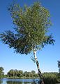 Betula pendula (Hänge-Birke)