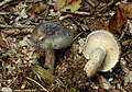 Lactarius blennius