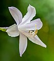 36 Hosta flower-20230730-RM-112817-2 uploaded by Ermell, nominated by Ermell,  15,  0,  0