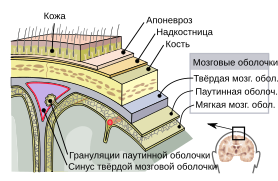 Meninges