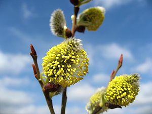 Salix caprea ?