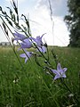 Campanula rapunculus (Rapunzel-Glockenblume)