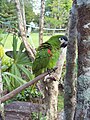 * Nomination: Diopsittaca nobilis (species of parrot), Cainama Park, Venezuela --Poco a poco 15:04, 4 December 2011 (UTC) * * Review needed