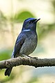 * Nomination Small Nitava in shivapuri nagarjun national park, it is a very shy resident bird. (Author: Prasan Shrestha)-Krish Dulal 12:46, 31 March 2024 (UTC) * Promotion  Support Good quality. --Ermell 19:29, 31 March 2024 (UTC)