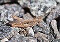 * Nomination Common field grasshopper (Glyptobothrus brunneus). --kallerna 19:55, 1 September 2009 (UTC) * Promotion Good but please correct the name. Lycaon 00:14, 2 September 2009 (UTC)