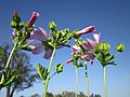 Rosen-Malve (Malva alcea)