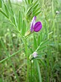 Vicia sativa (Futterwicke)