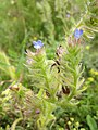 Acker-Ochsenzunge (Anchusa arvensis)