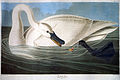 Trumpeter Swan The Birds of America (1838)