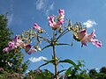 Impatiens glandulifera (Drüsiges Springkraut)