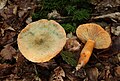 Lactarius deterrimus