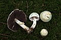 Agaricus silvicola