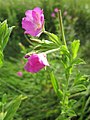 Epilobium hirsutum (Zottiges Weidenröschen)