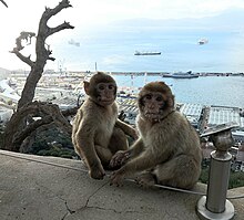 20211117.Gibraltar.-027.jpg