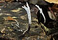 Xylaria hypoxylon