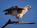 Red-shouldered Hawk