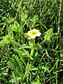 Potentilla recta (Hohes Fingerkraut)