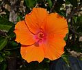 * Nomination Orange hibiscus --Livioandronico2013 20:39, 25 August 2016 (UTC) * Promotion Good quality. --Poco a poco 21:03, 25 August 2016 (UTC)