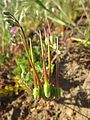 Gewöhnlicher Reiherschnabel (Erodium cicutarium)