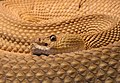 Crotalus basiliscus