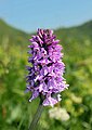 Dactylorhiza maculata