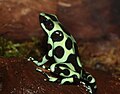 Dendrobates auratus