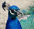 * Nomination a head of a blue peacock Pavo cristatus male in La Rochelle, France.--Jebulon 22:20, 19 May 2010 (UTC) * Promotion  Comment Do you think a crop on the left could improve it? --Elekhh 22:08, 24 May 2010 (UTC)  Done like this ?--Jebulon 21:26, 26 May 2010 (UTC) Yep, I think is much better. --Elekhh 09:50, 27 May 2010 (UTC)